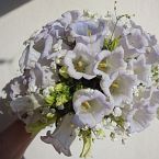 svatební kytice ze zvonků, Campanula medium